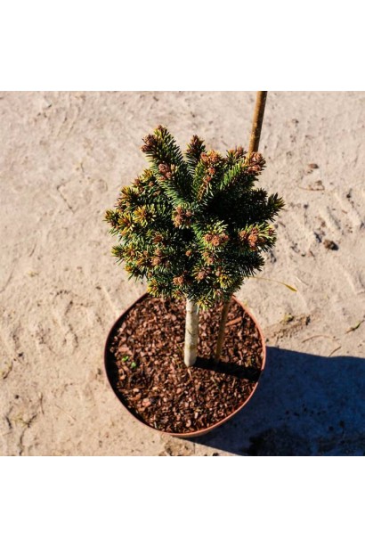 Ялина європейська Голд Наггет в горщику